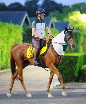 暑さ対策に馬のクールネック 開業1年目の柴田卓調教師が導入 夏季の調教時間も「コンパクトに」
