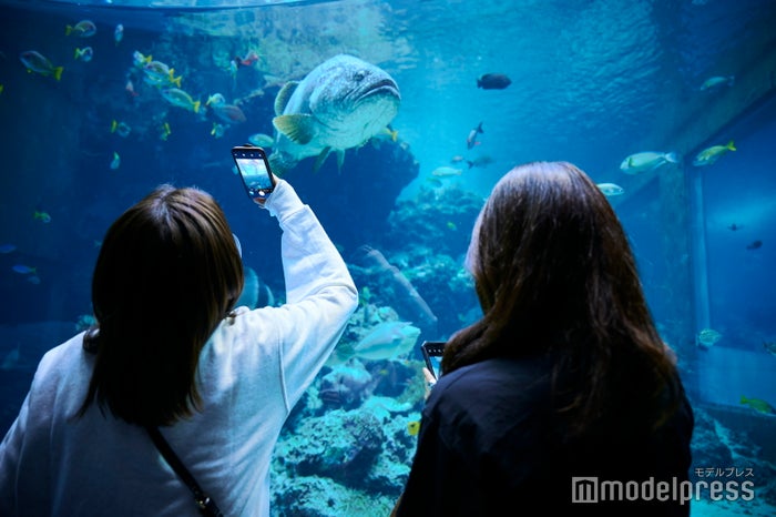 沖縄美ら海水族館(C)モデルプレス