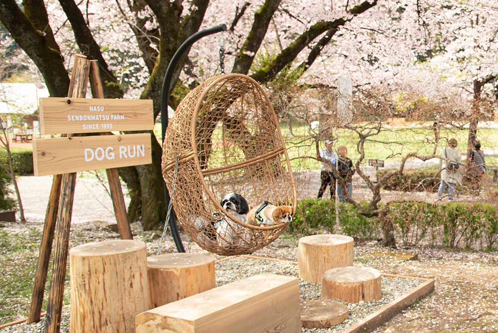 那須千本松牧場／提供画像