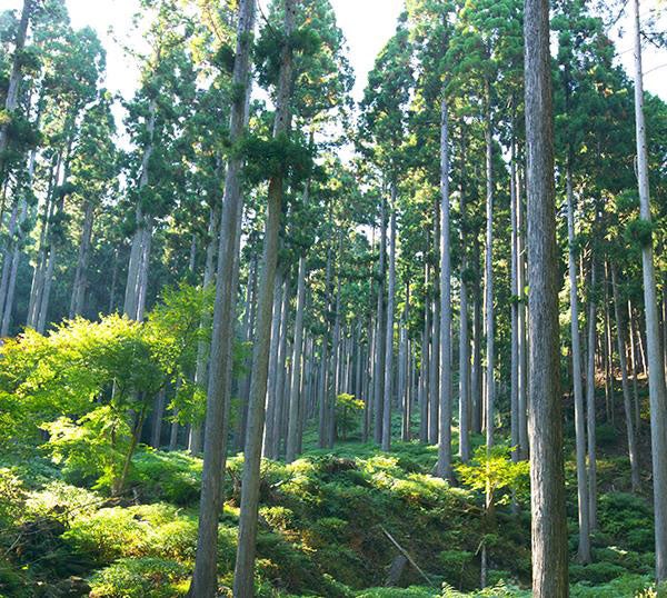 六甲オルゴールミュージアムのある六甲山／画像提供：阪神電気鉄道