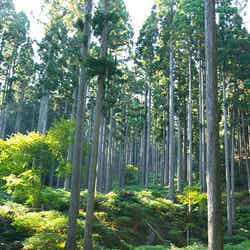 六甲オルゴールミュージアムのある六甲山/画像提供:阪神電気鉄道