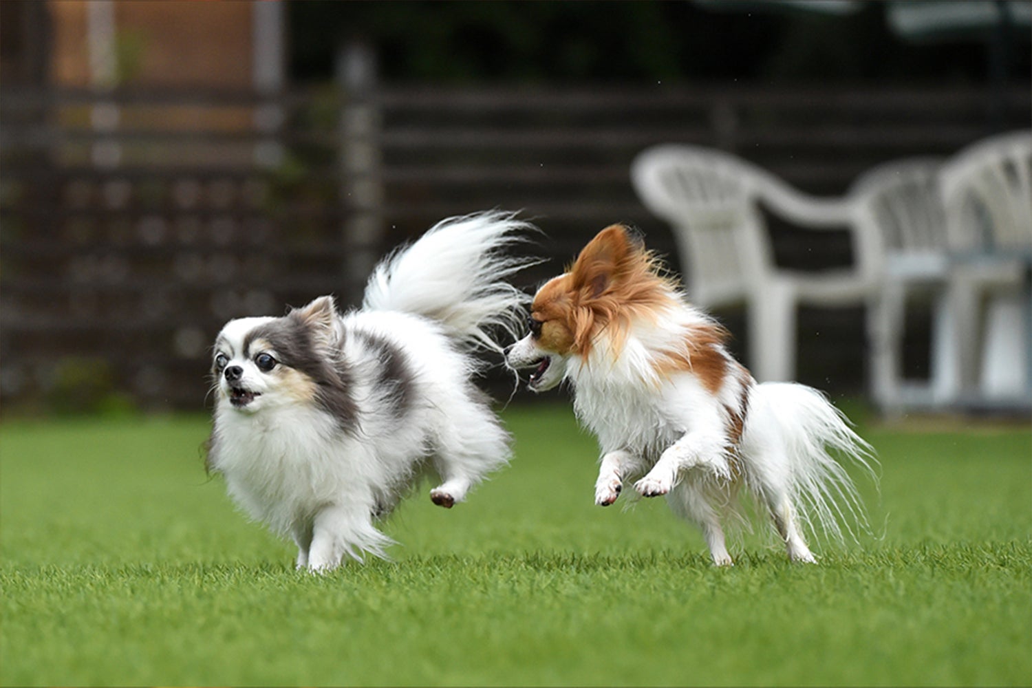 天然温泉＆プライベートスパ ドッグヴィラ千葉南房総／画像提供：ブッキングリゾート
