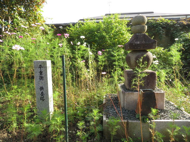 一面に広がるコスモスに感動…！奈良のお寺で見つけた「期間限定の絶景」