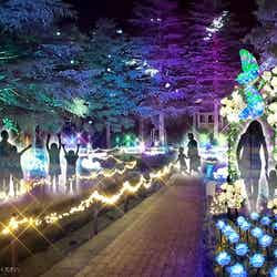 イルミネーション/提供画像