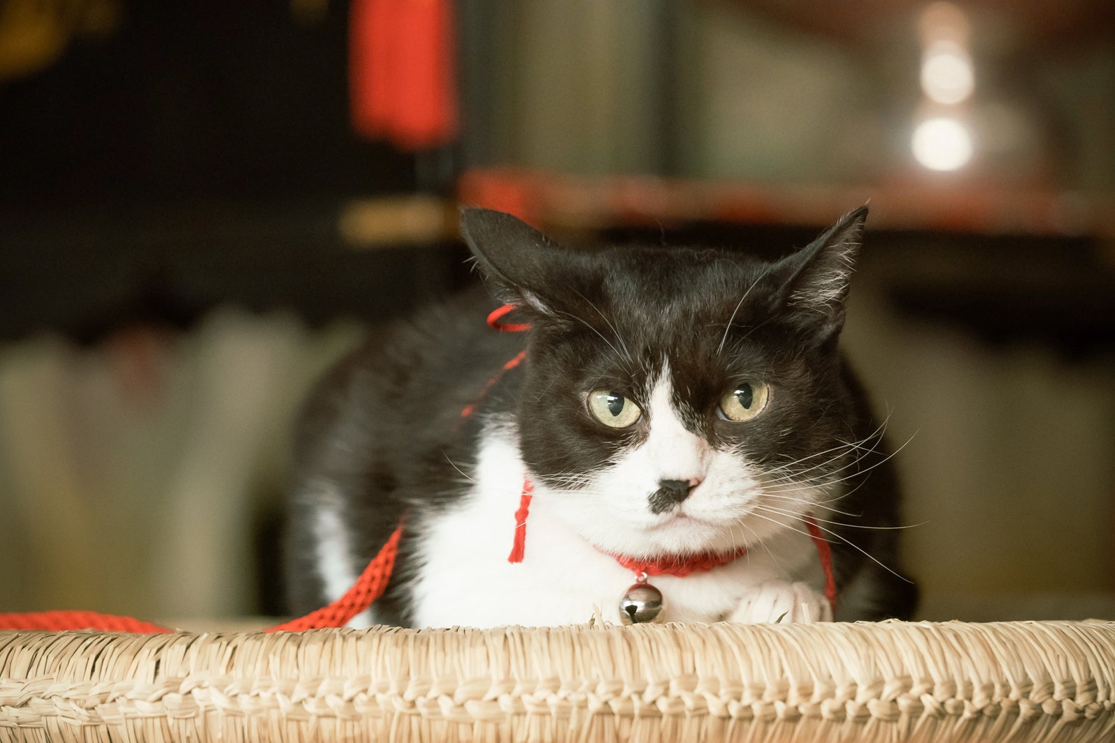 「光る君へ」第37話（C）NHK