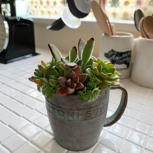 トイレに置くと良い観葉植物16選 風水効果で運気上昇するグリーンインテリア モデルプレス トイレに置くと良い観葉植物16選 風水効果で運気上昇するグリーンインテリア モデルプレス