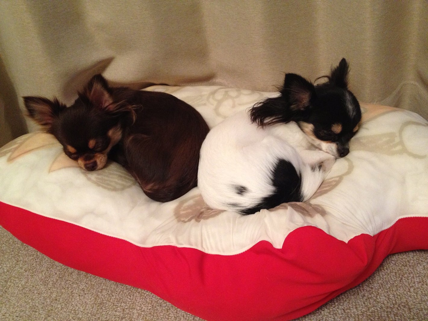 ショコラ＆ココ（画像提供：所属事務所）