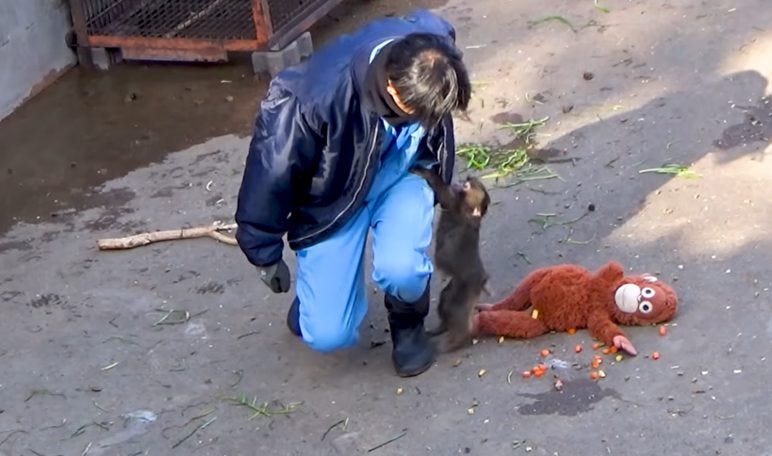 「虐待ではない」世界が心配する子ザル・パンチくんに、市川市動植物園が声明
