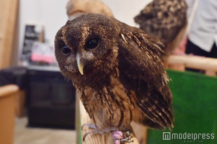 ナンベイヒナフクロウのひなちゃん(C)モデルプレス