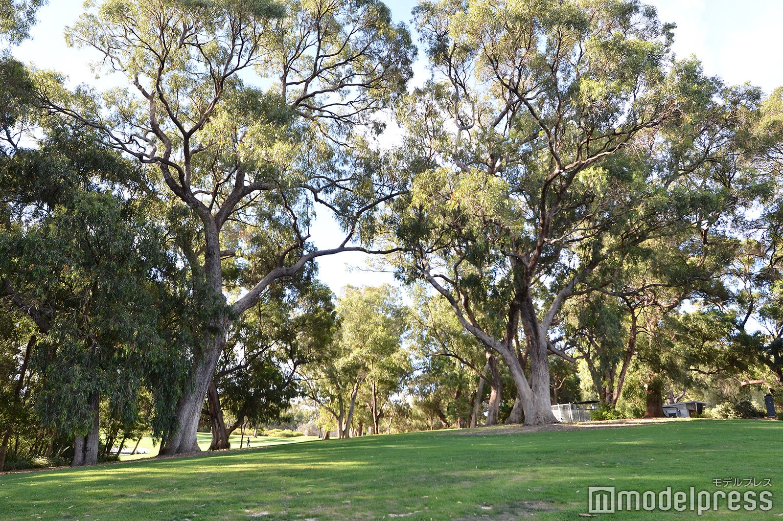 パース（C）モデルプレス