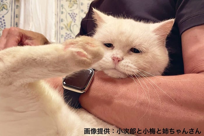 愛らしい猫が突然しおれ顔に 複雑な心境 に陥った理由が微笑ましすぎる モデルプレス 愛らしい猫が突然しおれ顔に 複雑な心境 に陥った理由が微笑ましすぎる モデルプレス
