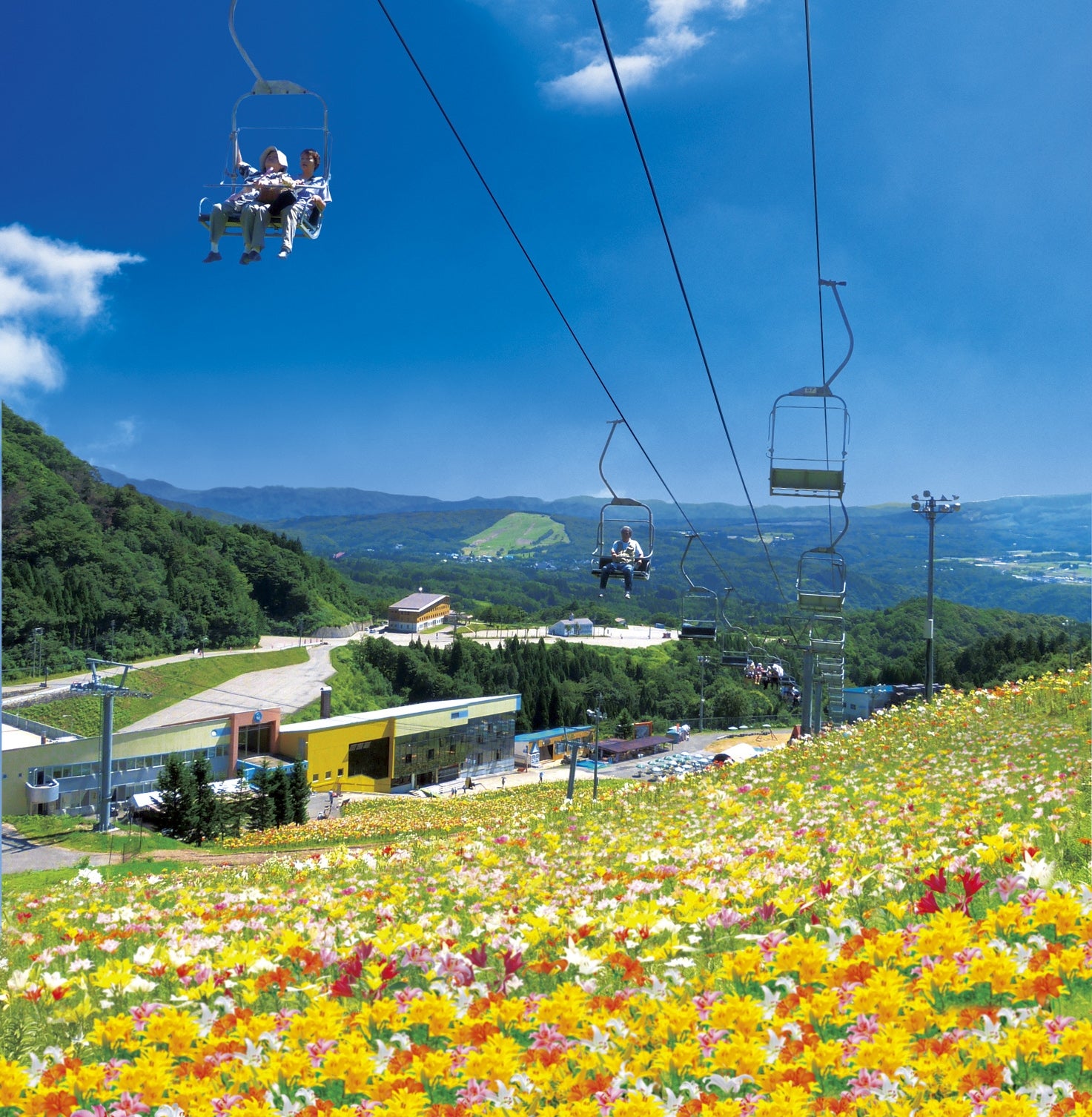 絶景！西日本最大級のゆり園「ダイナランドゆり園」でお花畑の上を空中散歩