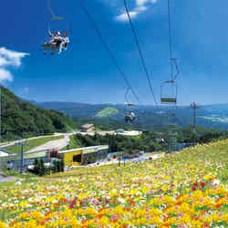 絶景！西日本最大級のゆり園「ダイナランドゆり園」でお花畑の上を空中散歩／画像提供：中部スノーアライアンス