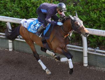 【マイラーズC】オフトレイル 手応え十分 得意の京都で末脚爆発だ 吉村師「下り坂を生かしたい」