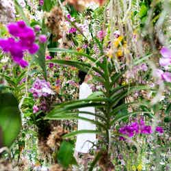 チームラボプラネッツ/画像提供:チームラボ