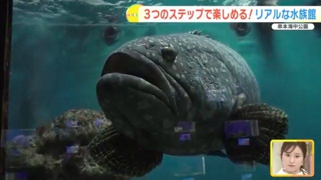 【和歌山】距離、ちかっ！大人も子どもも楽しめる「リアルな水族館」