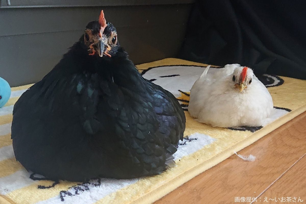 生後2ヶ月のヒヨコ 驚きの成長期に突入か 違和感なさ過ぎ と話題に モデルプレス 生後2ヶ月のヒヨコ 驚きの成長期に突入か 違和感なさ過ぎ と話題に モデルプレス