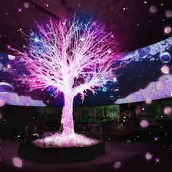 「アクアミュージアム」に出現した新たなお花見スポット・はじまりの木～SAKURA～／画像提供：横浜八景島