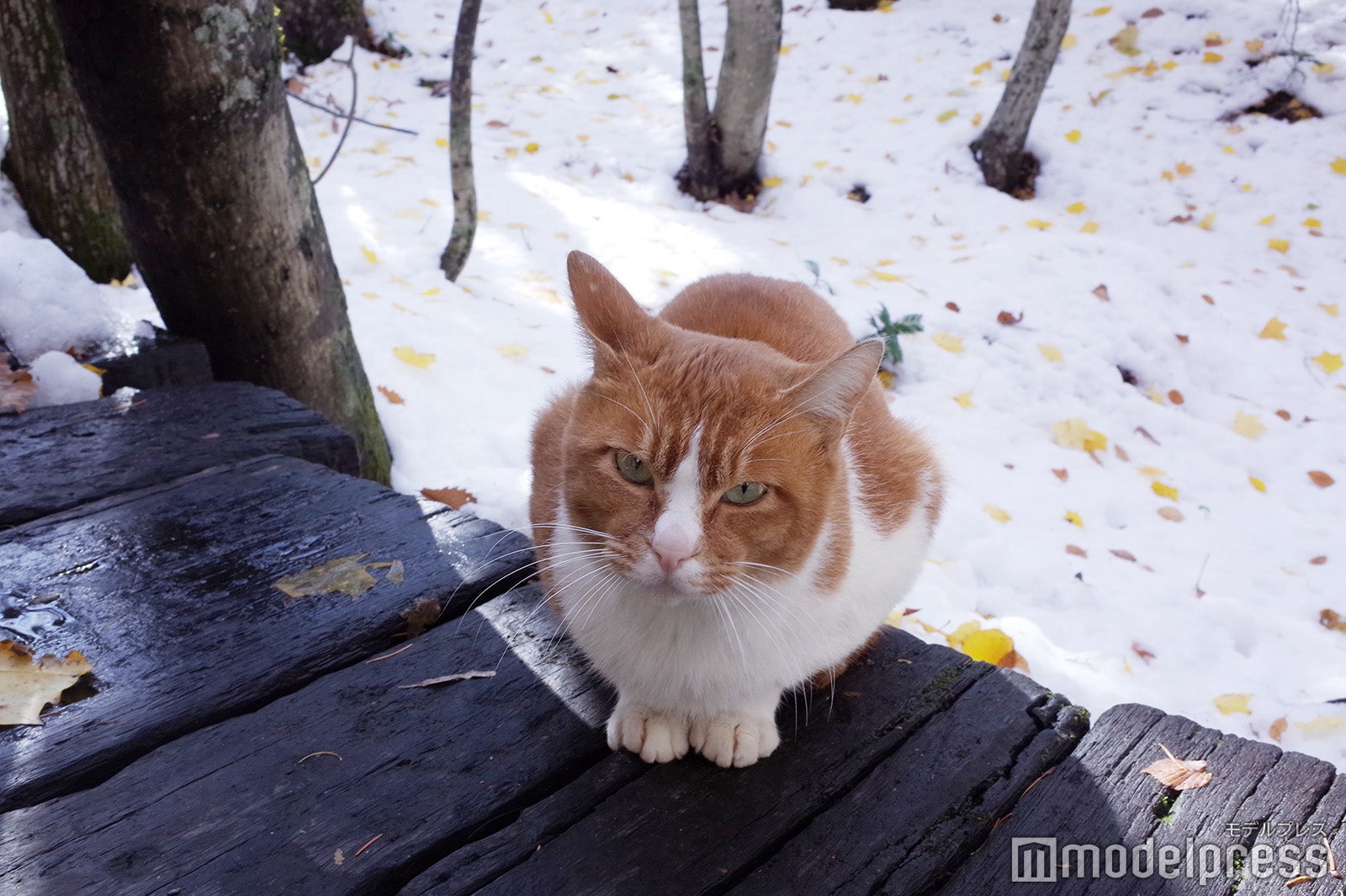 ニングルテラス（C）モデルプレス