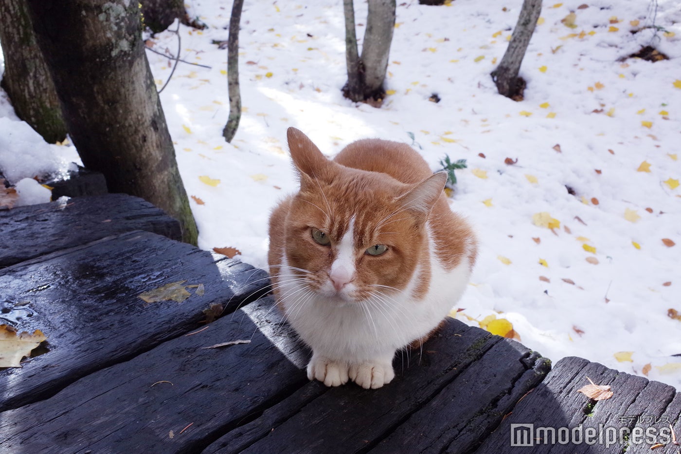 ニングルテラス（C）モデルプレス