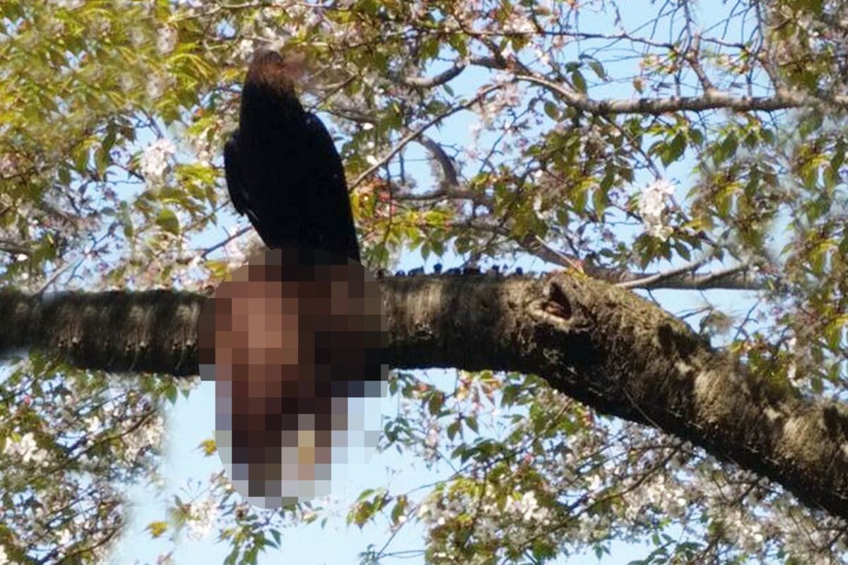 春に凶暴化するカラスの“ホラーな光景”に思わず二度見… 『DayDay』では対策を紹介