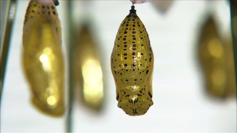 オオゴマダラサナギ（C）TBS