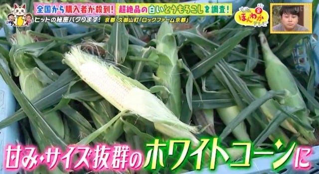 【京都・久御山町】全国から購入者が殺到!1日数千本も売れた「白いスイートコーン」とは?