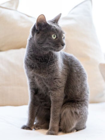 カピねこカフェ／画像提供：Foi