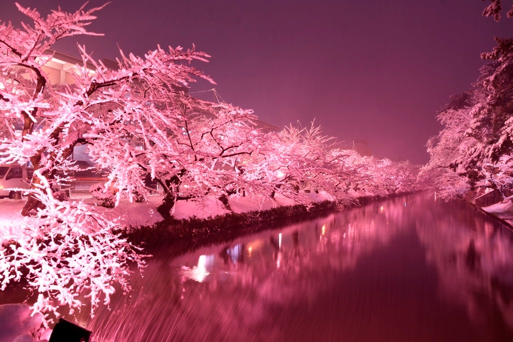 雪景色に咲く満開の桜！青森の“日本さくら名所100選”でピンクライト 