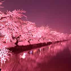 冬に咲くさくらライトアップ／画像提供：弘前市