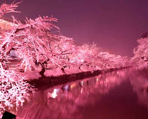 雪景色に咲く満開の桜!青森の“日本さくら名所100選”でピンクライトアップ