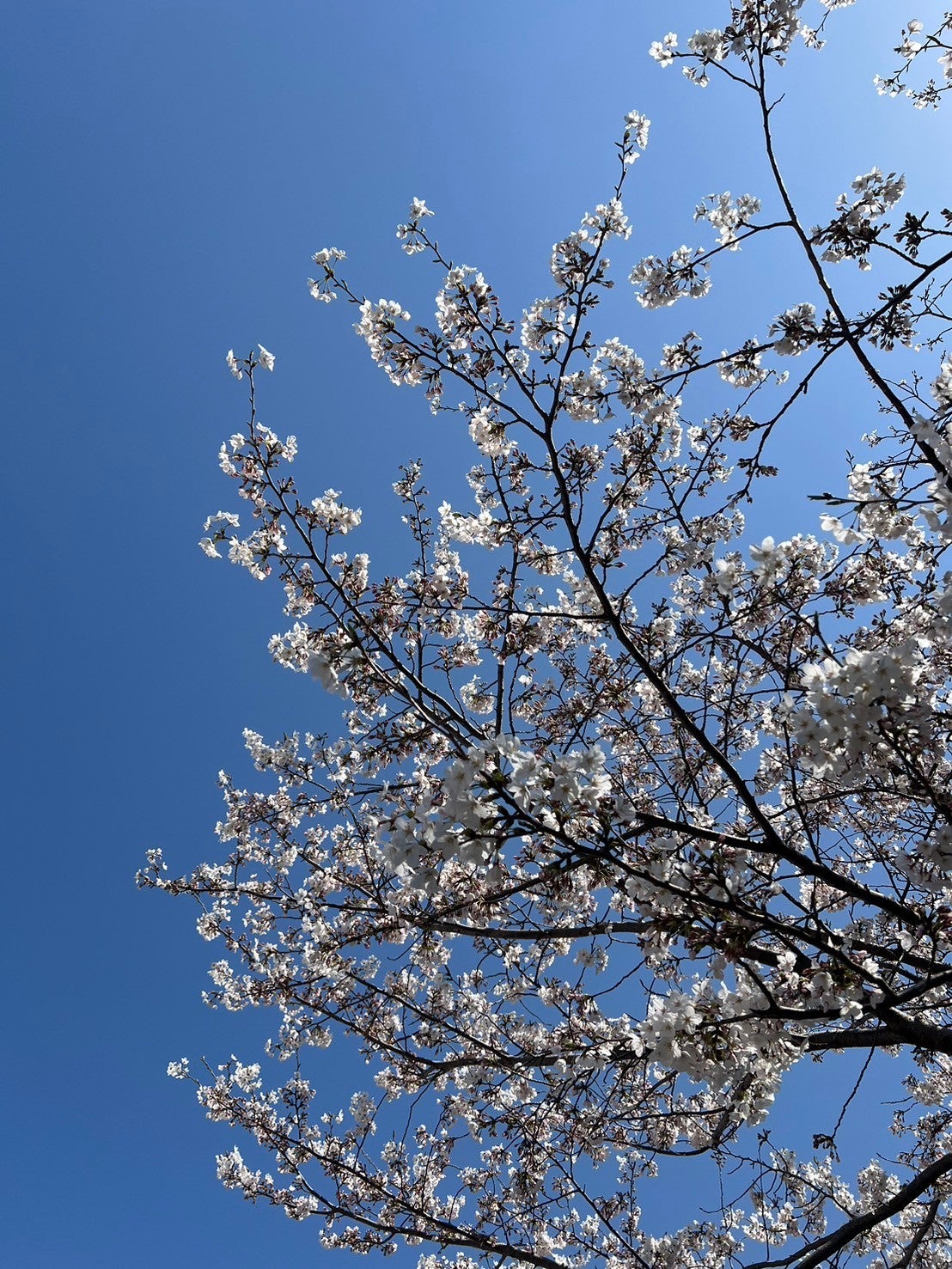 阿野いずみ「新年度、素敵なリフレッシュ時間と自分磨き！」（提供写真）