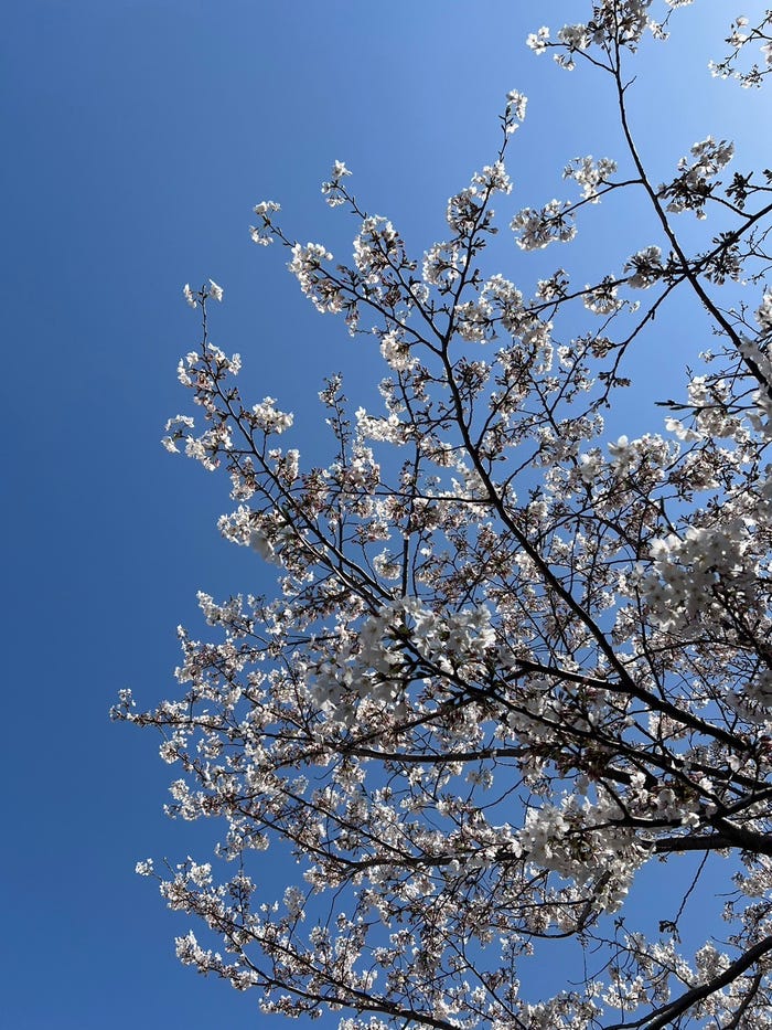 阿野いずみ「新年度、素敵なリフレッシュ時間と自分磨き!」(提供写真)