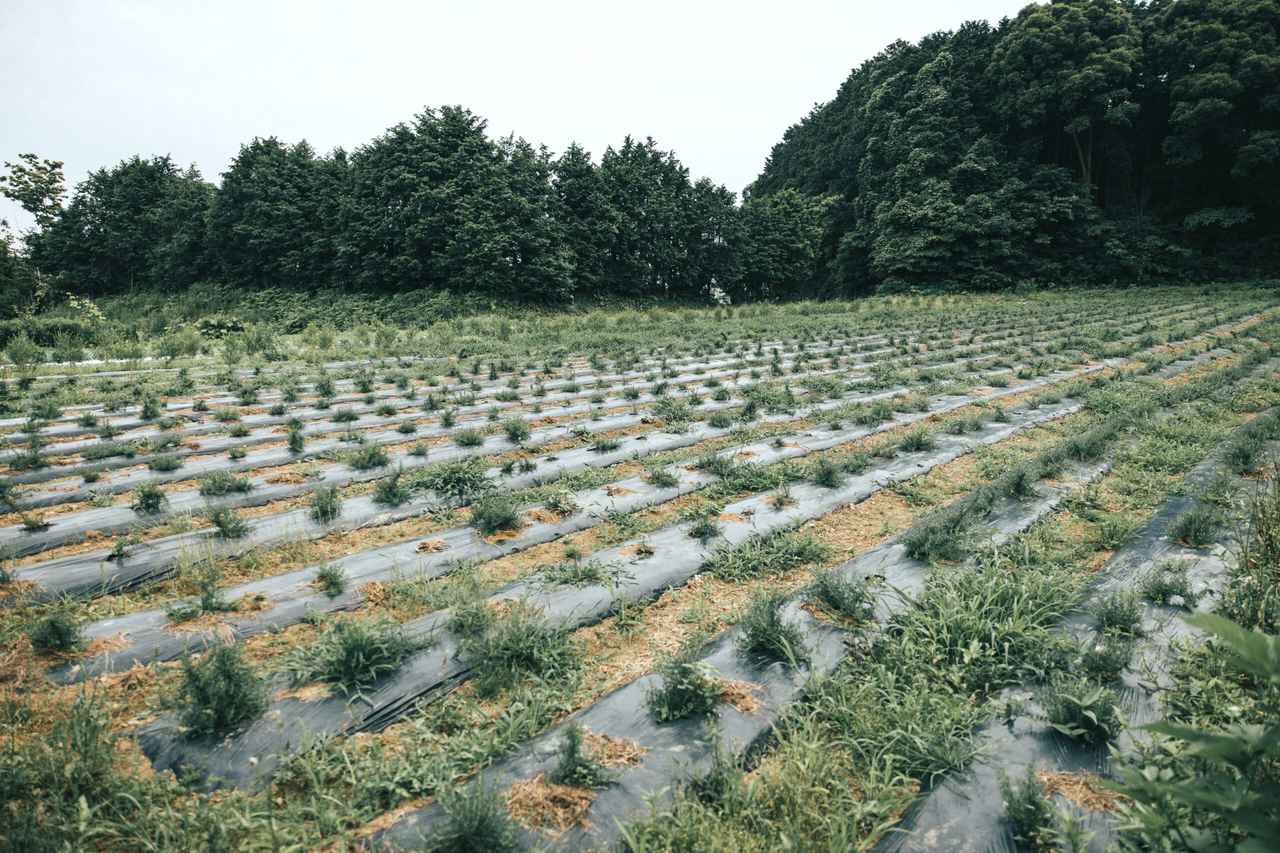 画像4: