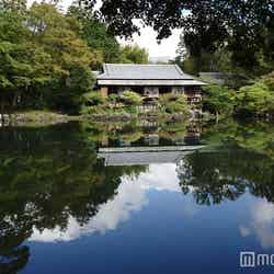 三島市立公園 楽寿園※満水時の小浜池／画像提供：フジコー