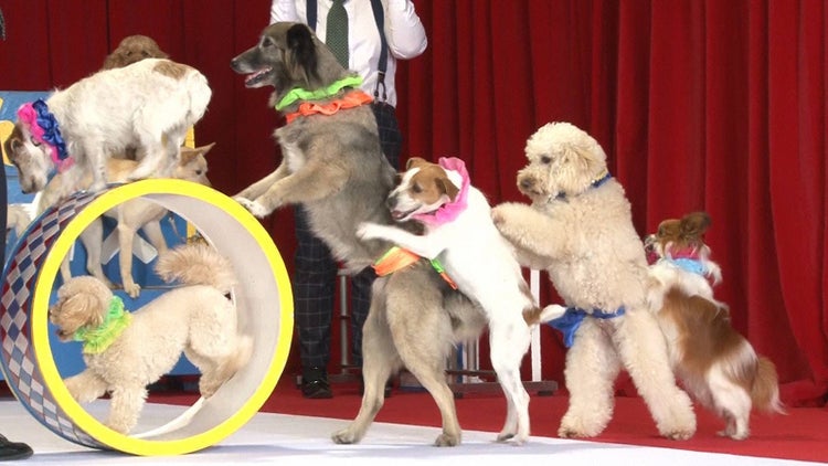 画像3 12 キスマイ玉森裕太 ジャニーズってドッキリ禁止だと思ってた 餌食となりぐったり モデルプレス