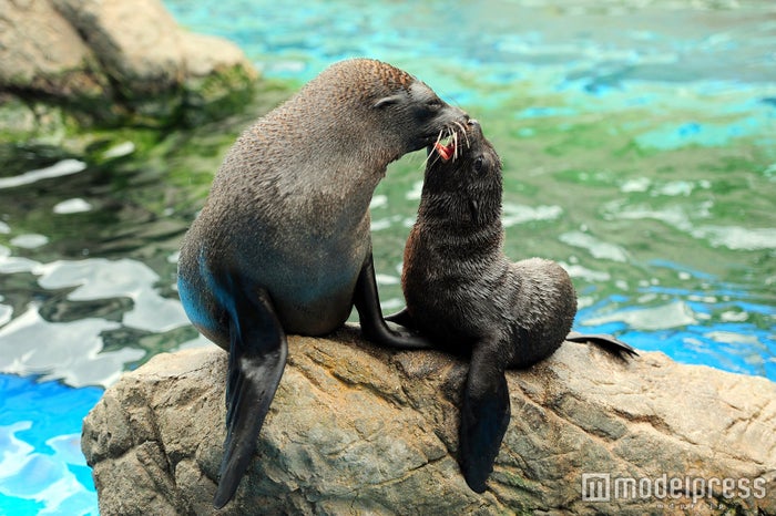 京都水族館のクオリティが高すぎる イルカパフォーマンス ランチも見逃せない究極の癒やし空間 女子旅プレス