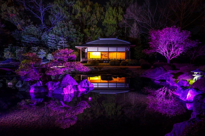 NAKED FLOWERS 2021 −桜− 世界遺産・二条城/画像提供:ネイキッド