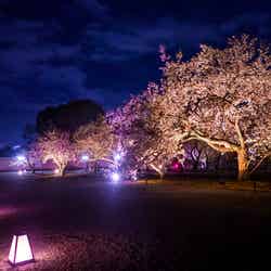 NAKED FLOWERS 2021 −桜− 世界遺産・二条城／画像提供：ネイキッド