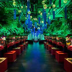 夏のアートアクアリウム~金魚で夏を感じる、涼~/画像提供:アートアクアリウム製作委員会