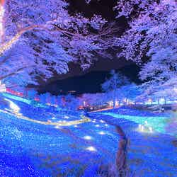 「さがみ湖桜まつり」／画像提供：富士急行株式会社