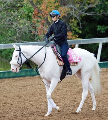 白毛馬マルガはデイリー杯クイーンCを本線に調整 須貝師「前走で差す競馬できたのは収穫。改めて広い東京で走らせたい」