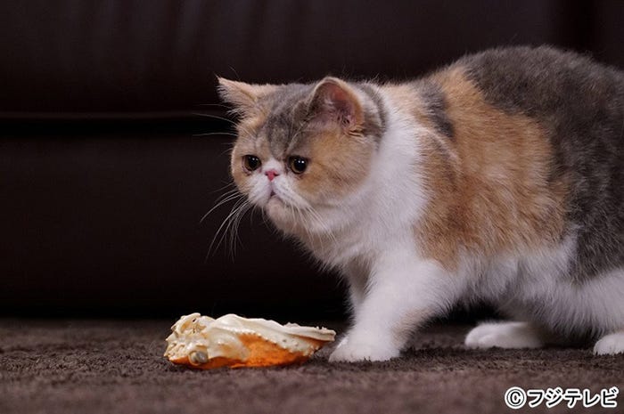 愛猫“ちくわ”「オトナ女子」第7話・場面カット/画像提供:フジテレビ