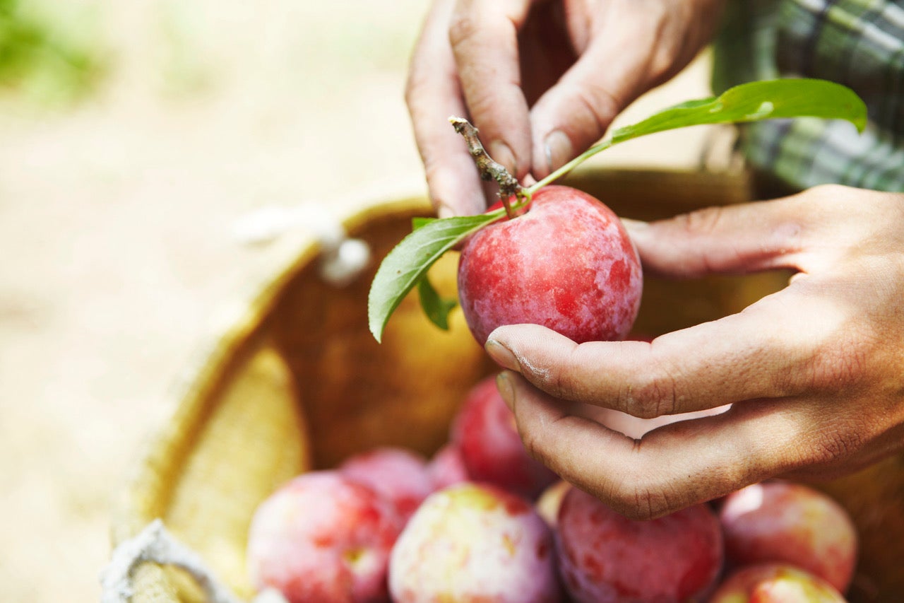 画像提供：堀内果実園