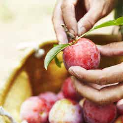 画像提供:堀内果実園