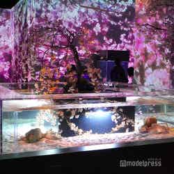 品川プリンスホテル(C)モデルプレス