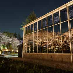 夜桜びより/提供画像