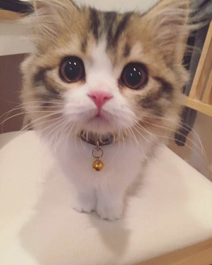 美女とペット 筧美和子の愛猫 ぽんず の可愛さが爆発 うるうる瞳にノックアウト モデルプレス 美女とペット 筧美和子の愛猫 ぽんず の可愛さが爆発 うるうる瞳にノックアウト モデルプレス