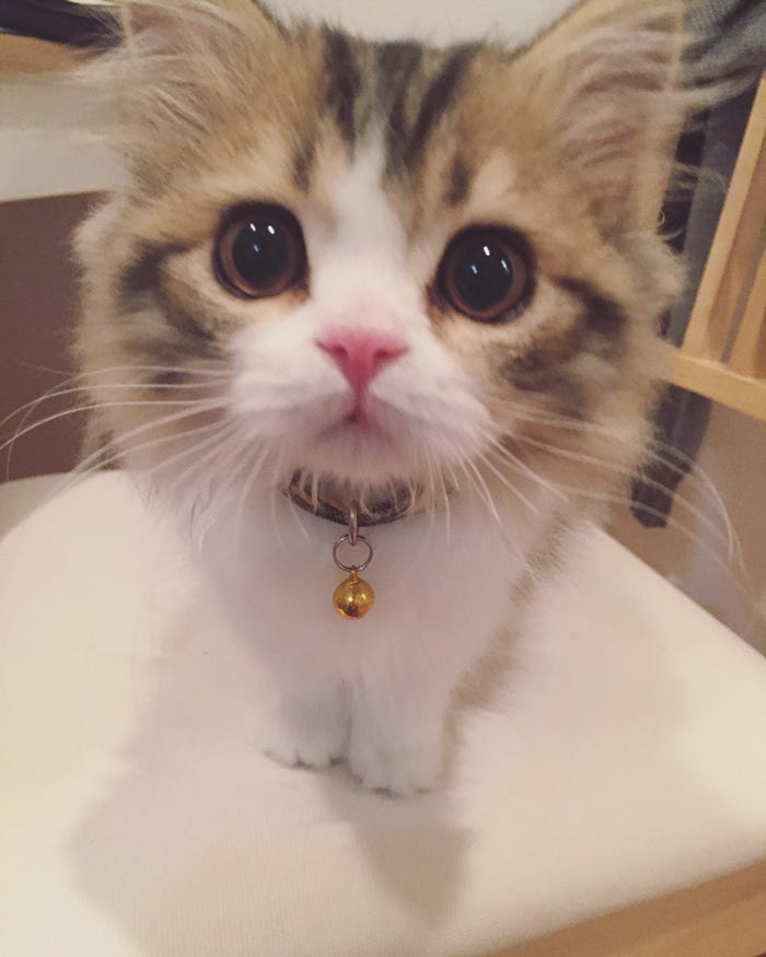 ぽんず/画像提供:所属事務所