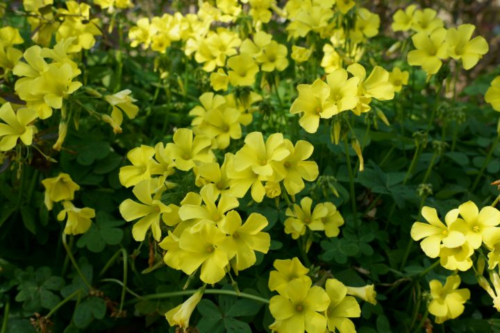 黄色い花には素敵な花言葉がたくさん ポジティブな意味をもつ植物まとめました モデルプレス